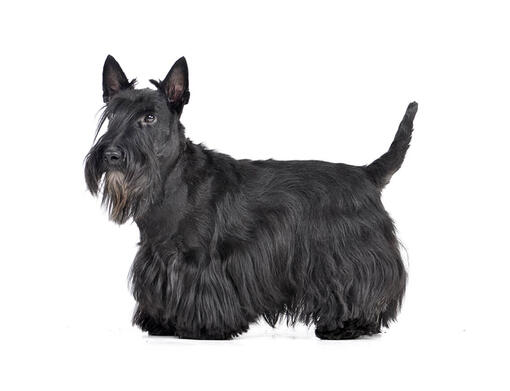White scottie online